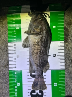 クロソイの釣果