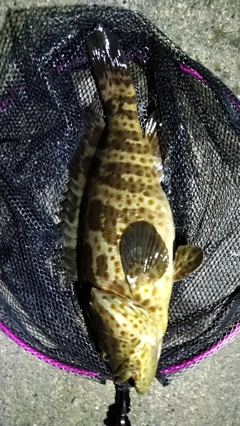 チャイロマルハタの釣果