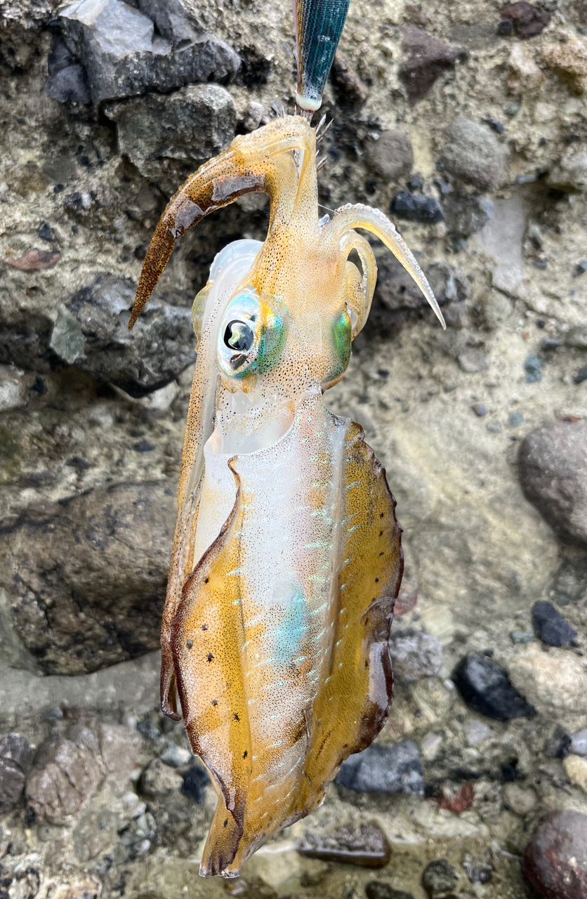 TENRYU ブリゲイド フリップ BGF852S-Mの最安値・インプレ・釣果