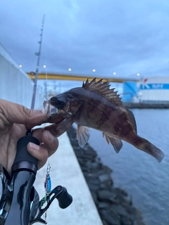 メバルの釣果