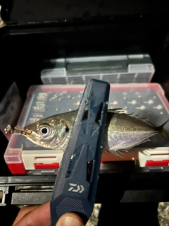 釣果