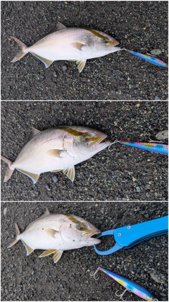 ショゴの釣果