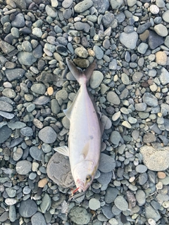 ショゴの釣果