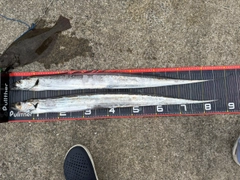 タチウオの釣果