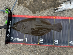 ソゲの釣果