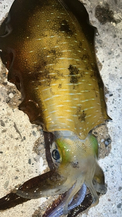 アオリイカの釣果