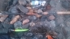 ソゲの釣果