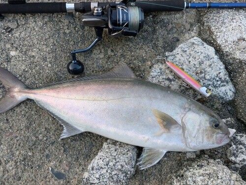 宮崎の海釣り 宮崎県の釣果・釣り場情報【2026年最新】 - アングラーズ | 釣果600万