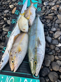 イナダの釣果