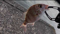 チャリコの釣果