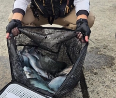 クチブトグレの釣果