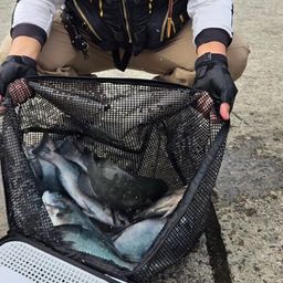 アングラー19962718 さんの 2026年09月19日のクチブトグレの釣り・釣果