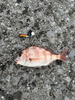 マダイの釣果