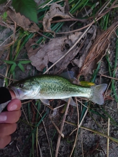 ブラックバスの釣果