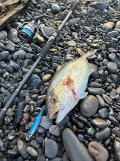 ショゴの釣果