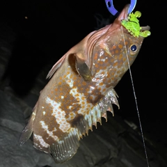 アコウの釣果