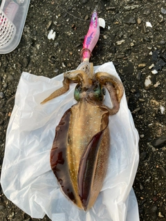 アオリイカの釣果
