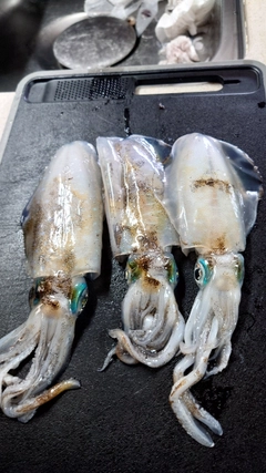 アオリイカの釣果