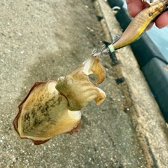 コウイカの釣果