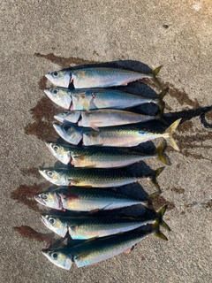 サバの釣果