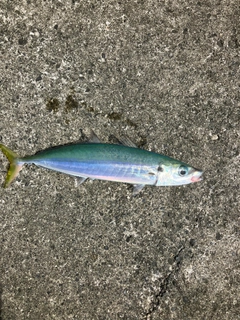 イサキの釣果