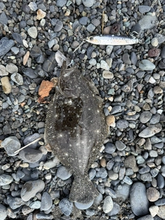 ソゲの釣果
