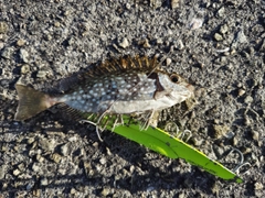 アイゴの釣果