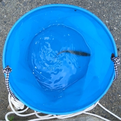 シロギスの釣果