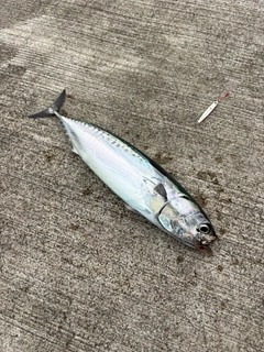 ソウダガツオの釣果
