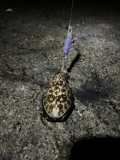 コウイカの釣果