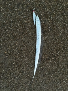 タチウオの釣果