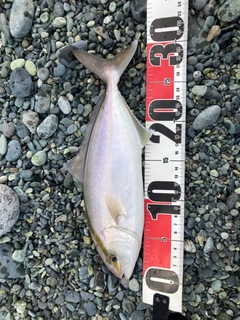 ショゴの釣果