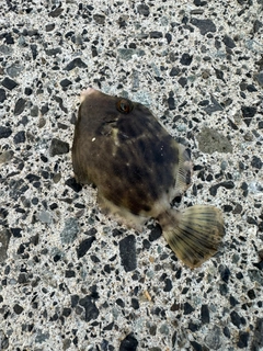 カワハギの釣果