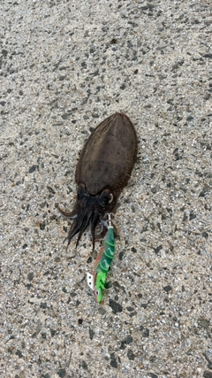 コウイカの釣果