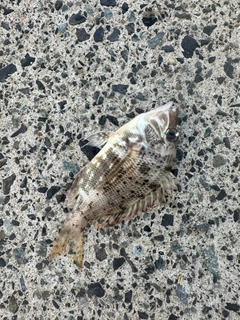 フエフキダイの釣果
