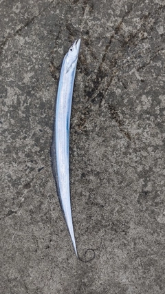 タチウオの釣果