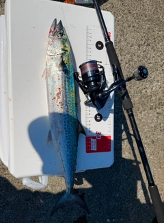 サワラの釣果