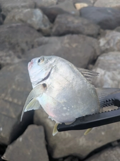 メッキの釣果