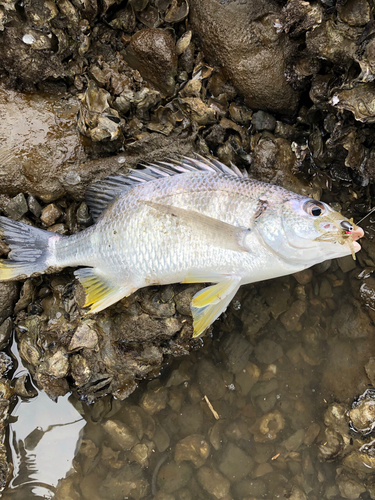 キビレの釣果