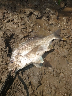 キビレの釣果