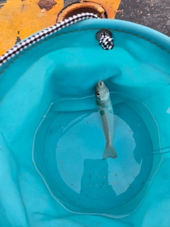 キスの釣果