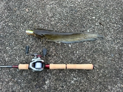 ナマズの釣果