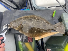 ヒラメの釣果
