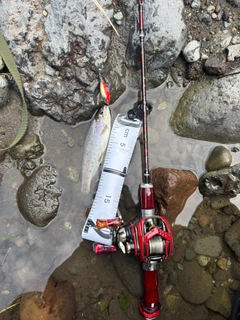ニジマスの釣果