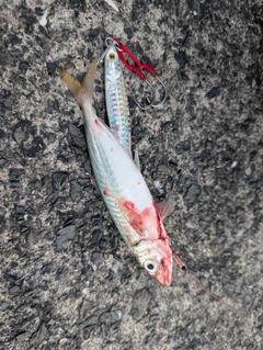 アオアジの釣果