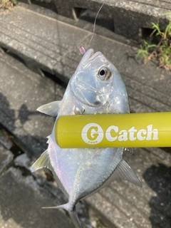 メッキの釣果