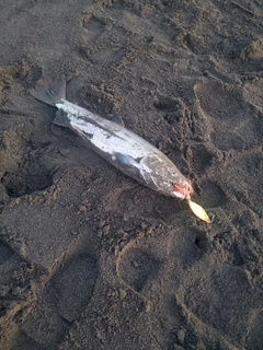 アキアジの釣果