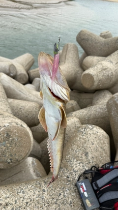マゴチの釣果