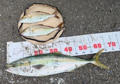 ワラサの釣果