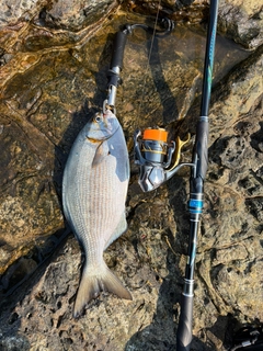 イスズミの釣果